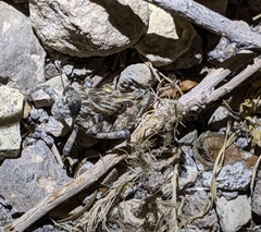 Phrynotettix robustus