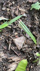 Bleptina caradrinalis