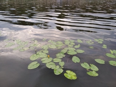 Nuphar lutea
