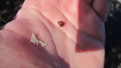 Tricolia pullus