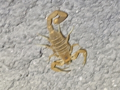 Centruroides vittatus