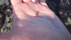 Tricolia pullus