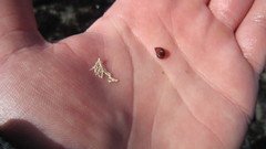 Tricolia pullus