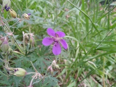 Geranium pratense
