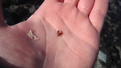Tricolia pullus