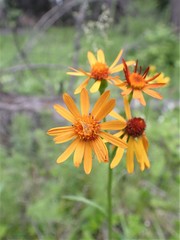 Tephroseris porphyrantha