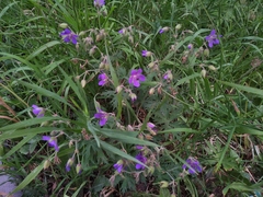 Geranium pratense