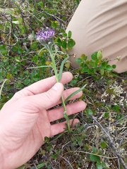 Saussurea angustifolia