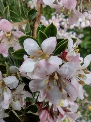 Escalloniales
