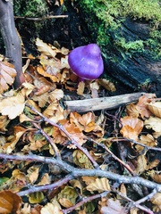 Cortinarius magellanicus