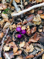 Cortinarius magellanicus