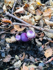 Cortinarius magellanicus
