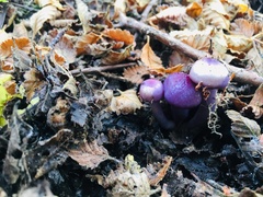 Cortinarius magellanicus