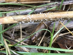 Lachnum controversum