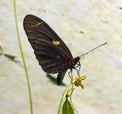 Heliconius sara