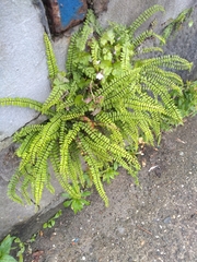 Asplenium trichomanes