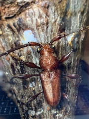 Allotraeus rufescens