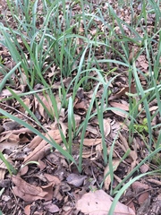 Zephyranthes drummondii
