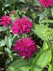 Monarda didyma