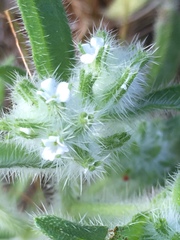 Cryptantha barbigera barbigera