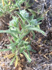 Cryptantha barbigera barbigera