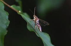 Ichneumenoptera punicea