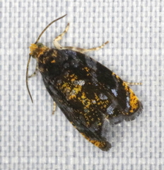 Olethreutes auricapitana