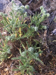 Cryptantha barbigera barbigera