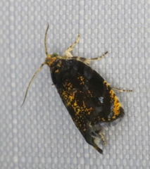 Olethreutes auricapitana