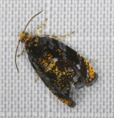 Olethreutes auricapitana