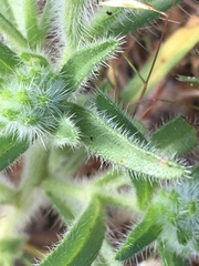 Cryptantha barbigera barbigera