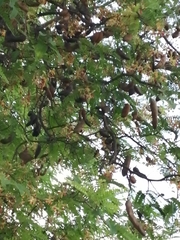 Tamarindus indica