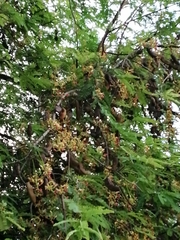 Tamarindus indica