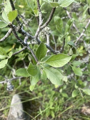 Pyrus elaeagrifolia