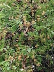 Tamarindus indica