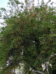 Tamarindus indica