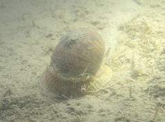 Naticarius stercusmuscarum