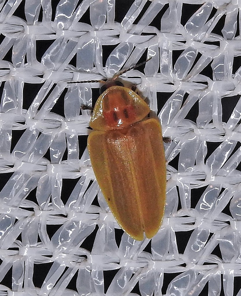 Aspisoma concoloripenne