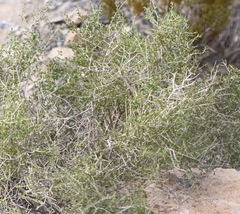 Prunus fasciculata