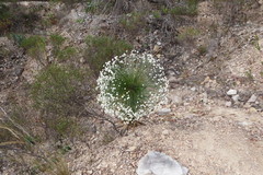 Paepalanthus chiquitensis