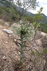 Paepalanthus chiquitensis