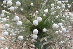 Paepalanthus chiquitensis