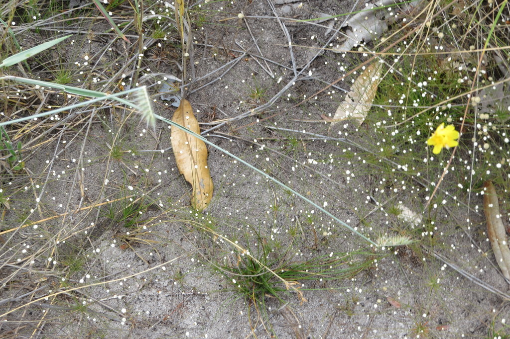 Syngonanthus decorus