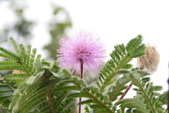 Mimosa manidea