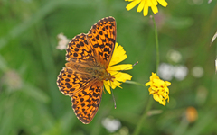 Boloria titania