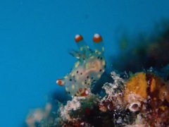 Thecacera