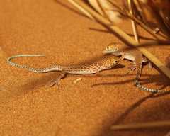 Acanthodactylus