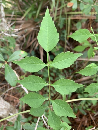 Campsis radicans image