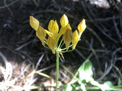 Triteleia crocea