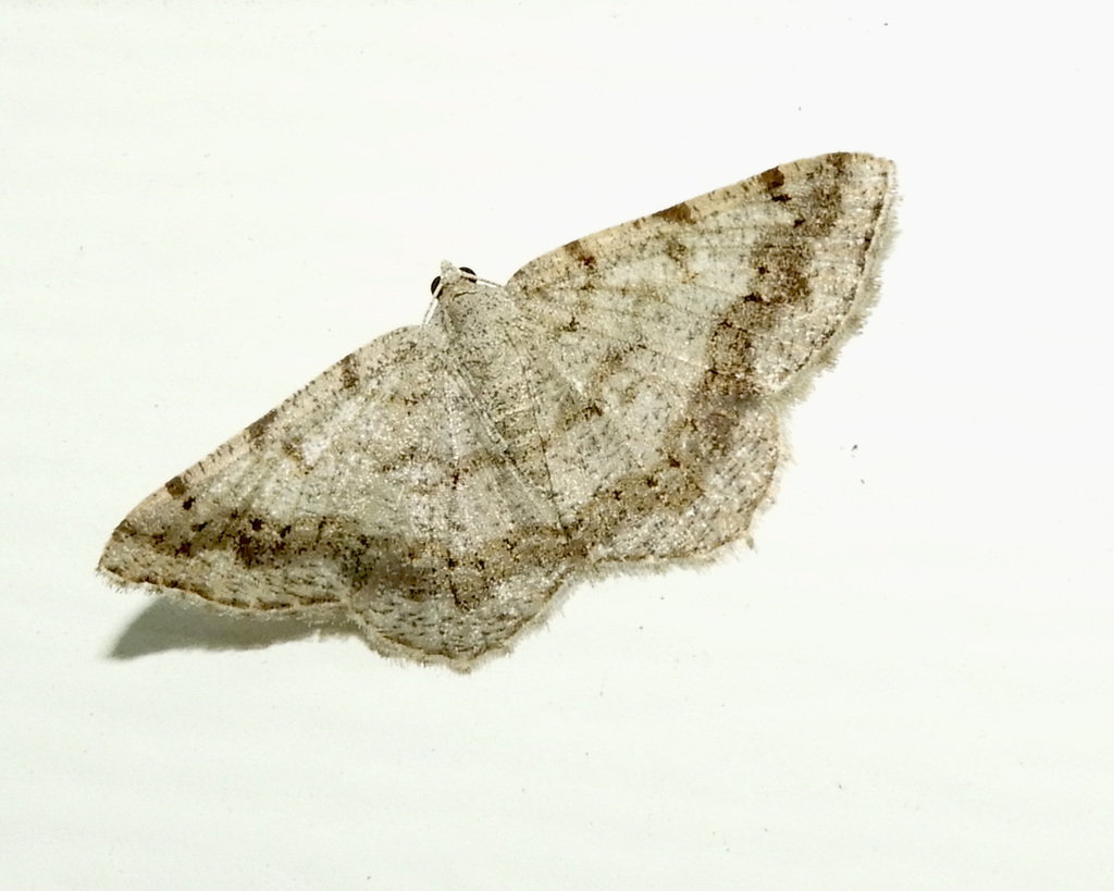 Faint-spotted Angle